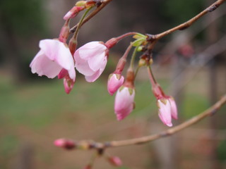 Fototapeta premium yoshino cherry blossoms at Ueno Park, tokyo