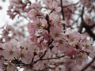 Cherry blossoms in Ueno Park