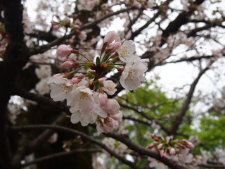 cherry blossoms (flowers and buds)