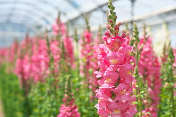 Chiba,Japan-April 28, 2019: Pink antirrhinum or dragon flowers or snapdragons in a greenhouse