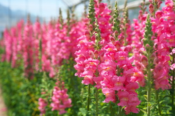 Obraz premium Chiba,Japan-April 28, 2019: Pink antirrhinum or dragon flowers or snapdragons in a greenhouse