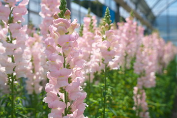 Chiba,Japan-April 28, 2019: Pink antirrhinum or dragon flowers or snapdragons in a greenhouse