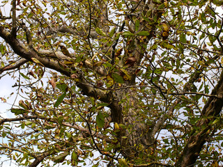 withered brown leaves on a tree in german autumn