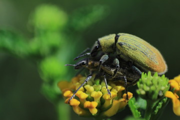 Bug Mate
