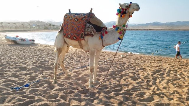 4k panning video of beautiful white camel standing on the sea beach at Egypt. Traditional entertainment on beach for tourists