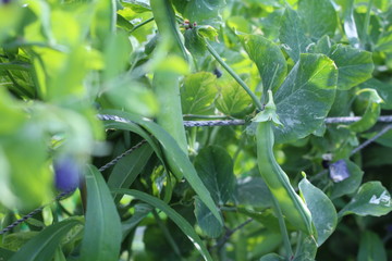 Obraz premium Fruit of peas in the field