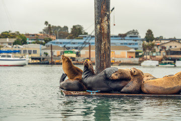 Fototapeta premium Seals at Morro Bay Harbor, California Coastline