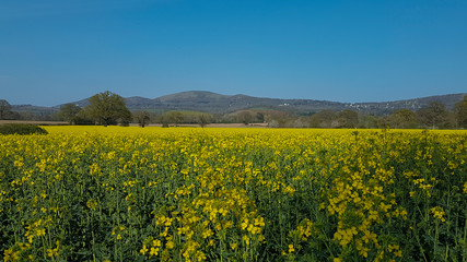 Yellow rape field or canola flowers, grown for the rapeseed oil crop. Late spring in Worcestershire, UK