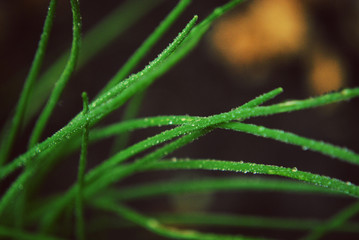 Obraz premium dew on grass