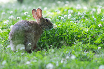 Spring Time Rabbit
