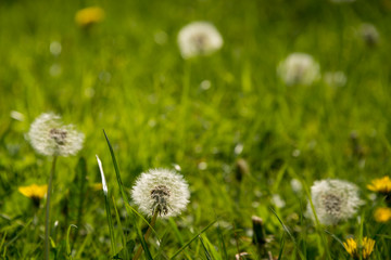 Dandelion clock the knapp and papermill nature reserve near Alfrick Worcestershire