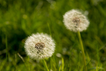 Dandelion clock at The knapp and Papermill nature reserve near Alfrick Worcestershire	