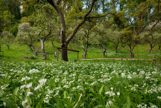 Wild garlic at the knapp and papermill nature reserve near Alfrick Worcestershire