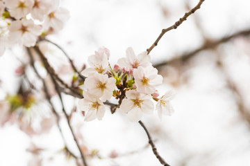 Cherry blossom in spring for background or copy space for text