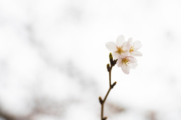 Cherry blossom in spring for background or copy space for text