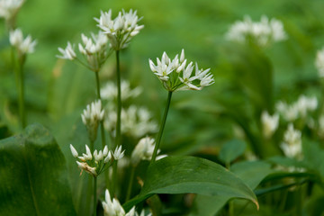 Wild garlic at the knapp and papermill nature reserve near Alfrick Worcestershire