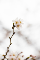 Cherry blossom in spring for background or copy space for text