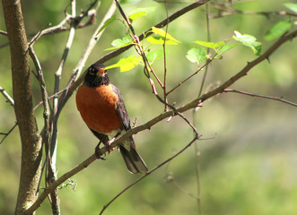 American Robin