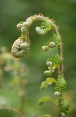 Young fern at the knapp and papermill nature reserve near Alfrick Worcestershire