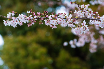 Cherry blossom in spring for background or copy space for text