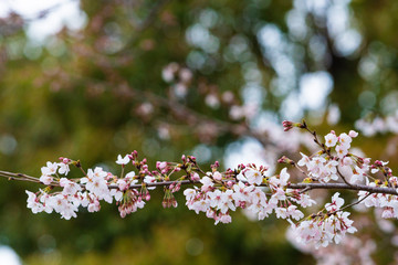 Cherry blossom in spring for background or copy space for text
