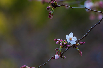 Cherry blossom in spring for background or copy space for text