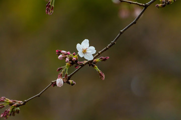 Cherry blossom in spring for background or copy space for text
