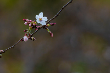 Cherry blossom in spring for background or copy space for text