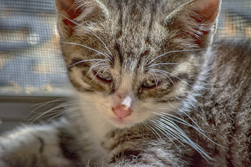 Kitten portrait