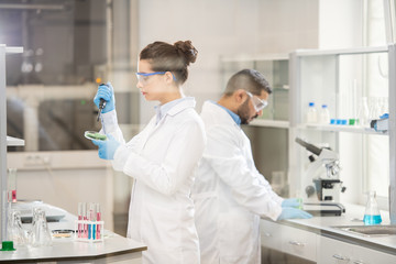 Serious concentrated young female lab chemist with hair bun wearing white coat and rubber gloves...
