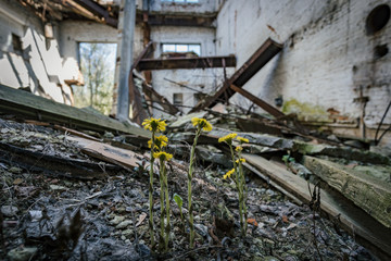 Blooming coltsfoot flowers in abandoned ruined industrial building