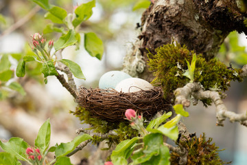 Fototapeta na wymiar Eggs in a bird nest in apple tree 