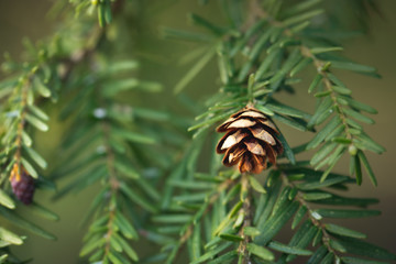 pine cone on a branch