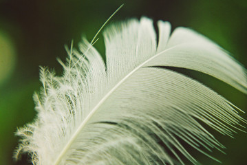 feather on a green background