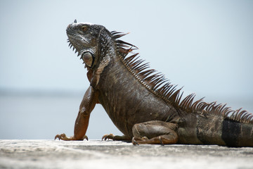 An iguana sunbathing at the Vizcaya Museum and Gardens, Miami, Florida, USA.