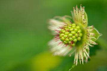 closeup first berry of the seaon