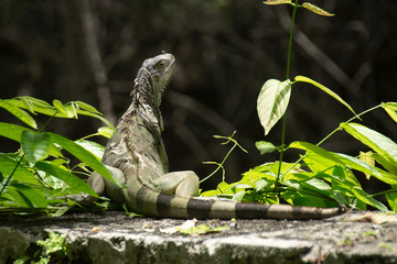 An iguana sunbathing at the Vizcaya Museum and Gardens, Miami, Florida, USA.