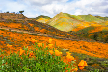 Millions of California Poppies at Walker Canyon in Lake Elsinore