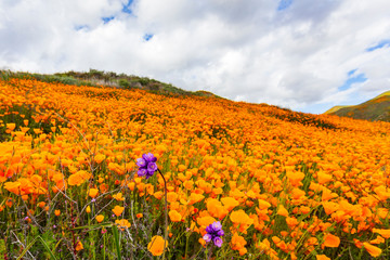 Millions of California Poppies at Walker Canyon in Lake Elsinore