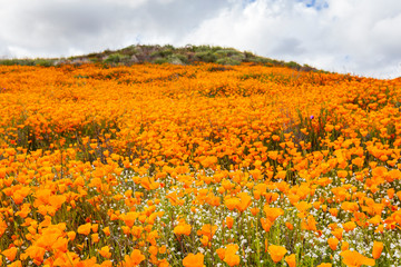 Millions of California Poppies at Walker Canyon in Lake Elsinore