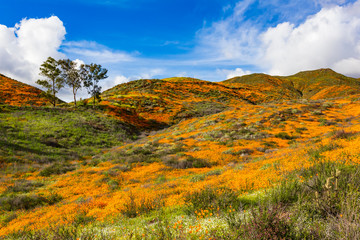 Millions of California Poppies at Walker Canyon in Lake Elsinore