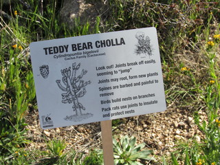 An information and warning sign near a teddy bear cholla in the Sonoran desert in Arizona