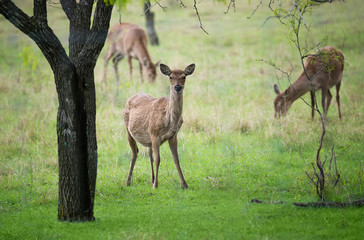 Naklejka na ściany i meble White-Tailed Deer (Odocoileus virginianus) grazing in the woods on a rainy spring morning
