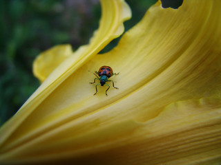 ladybug