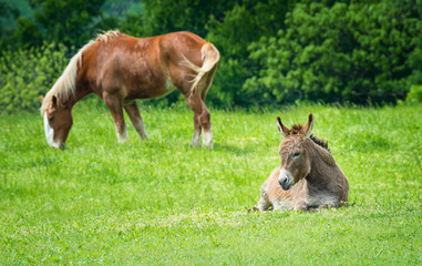 Naklejka na ściany i meble Donkey sitting on green pasture in Texas spring. Belgian draft horse grazing in the background.