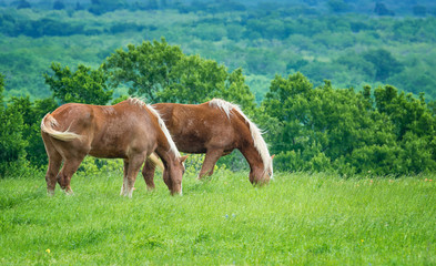 Fototapeta na wymiar Two Belgian Draft Horses grazing on green Texas pasture in the spring.
