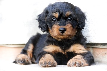 Cavapoo puppy with white background 