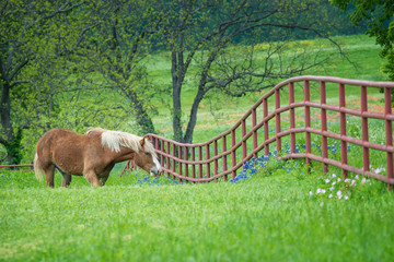 Belgian Draft Horse grazing by a fence on green Texas bluebonnet and wildflower pasture in the...