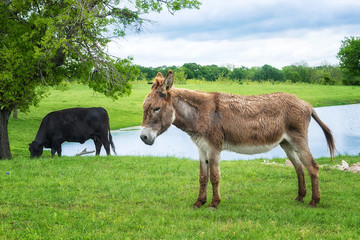 Donkey grazing by a pond on green pasture in Texas spring. Black cow in the background.