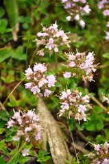 イブキジャコウソウ